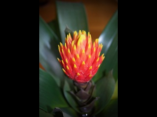 Bromeliad Flower