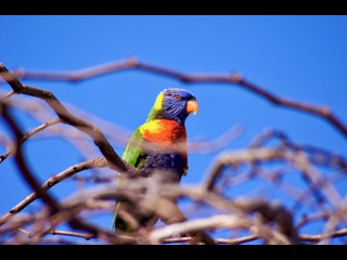 Australian Lorikeet