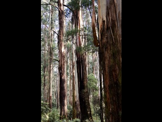 Trees in Australian Bush